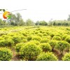 選購(gòu)各種綠化工程苗木、綠化小苗 哪里有供應(yīng)綠化工程苗木